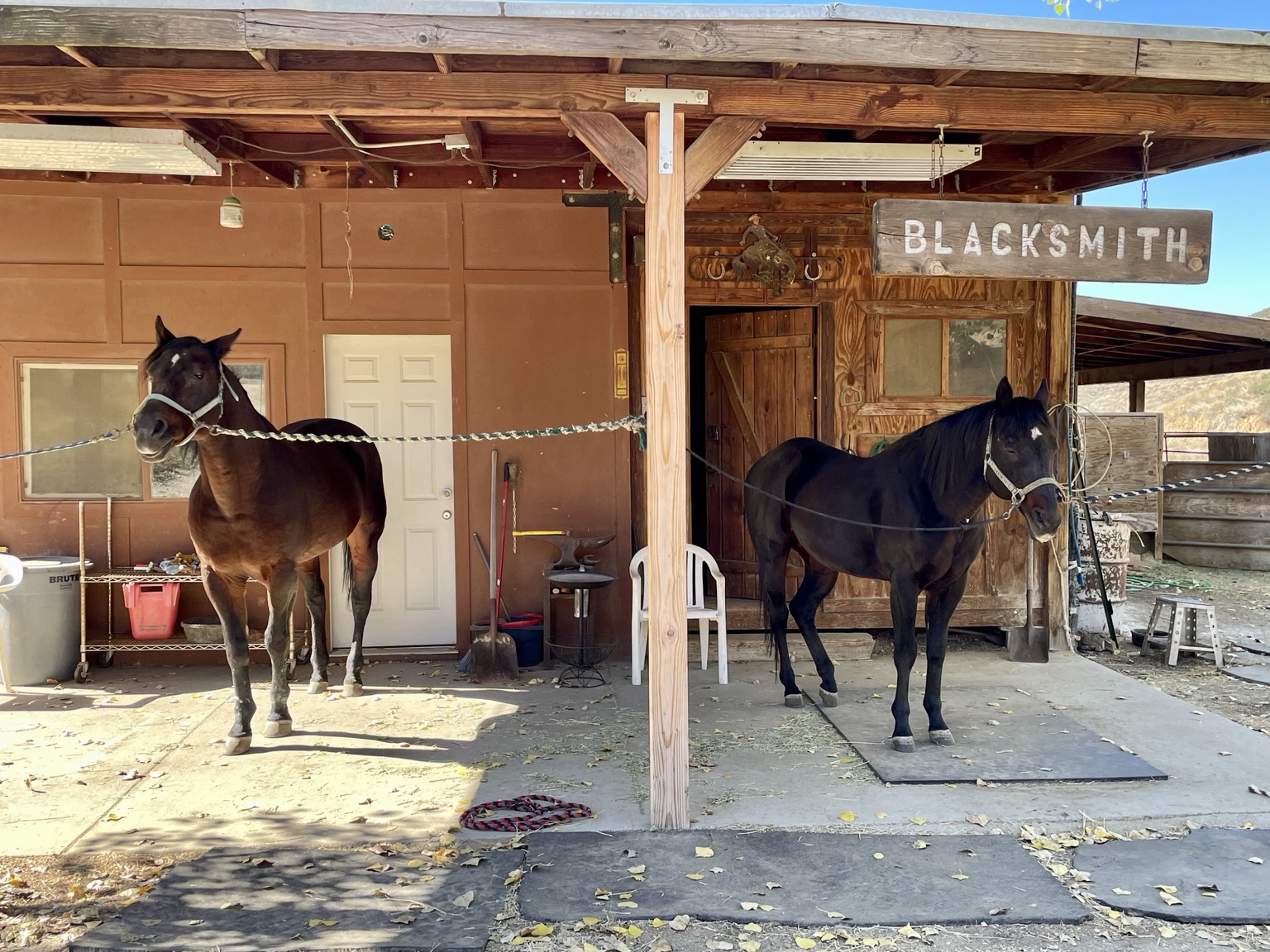 Our two horses at the Angel Trust ranch blacksmith barn
