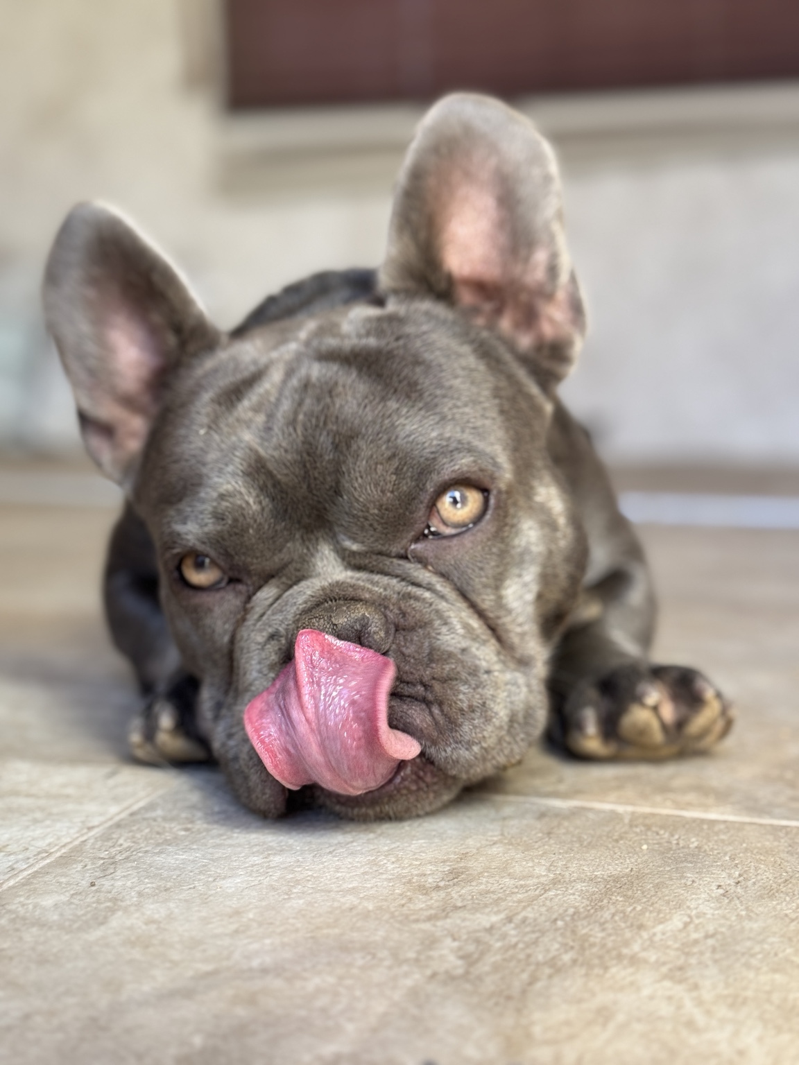 Our grey French bulldog at Angel Trust