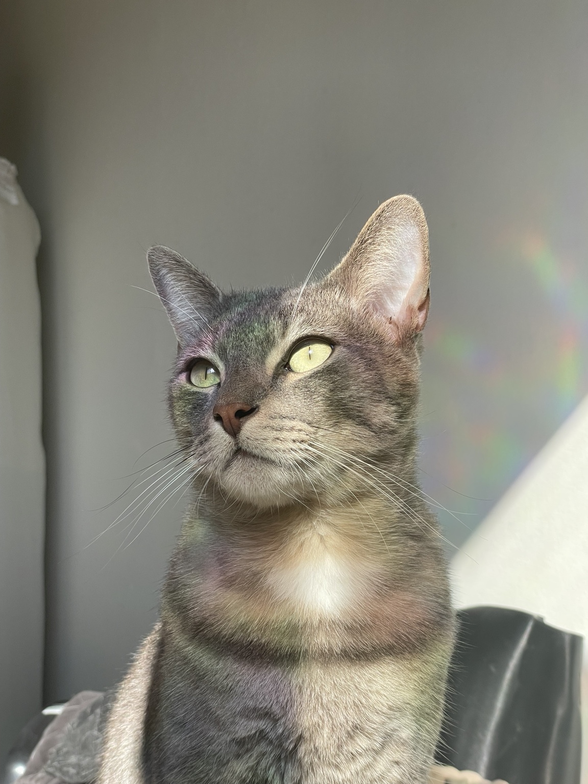 Our tabby cat at Angel Trust