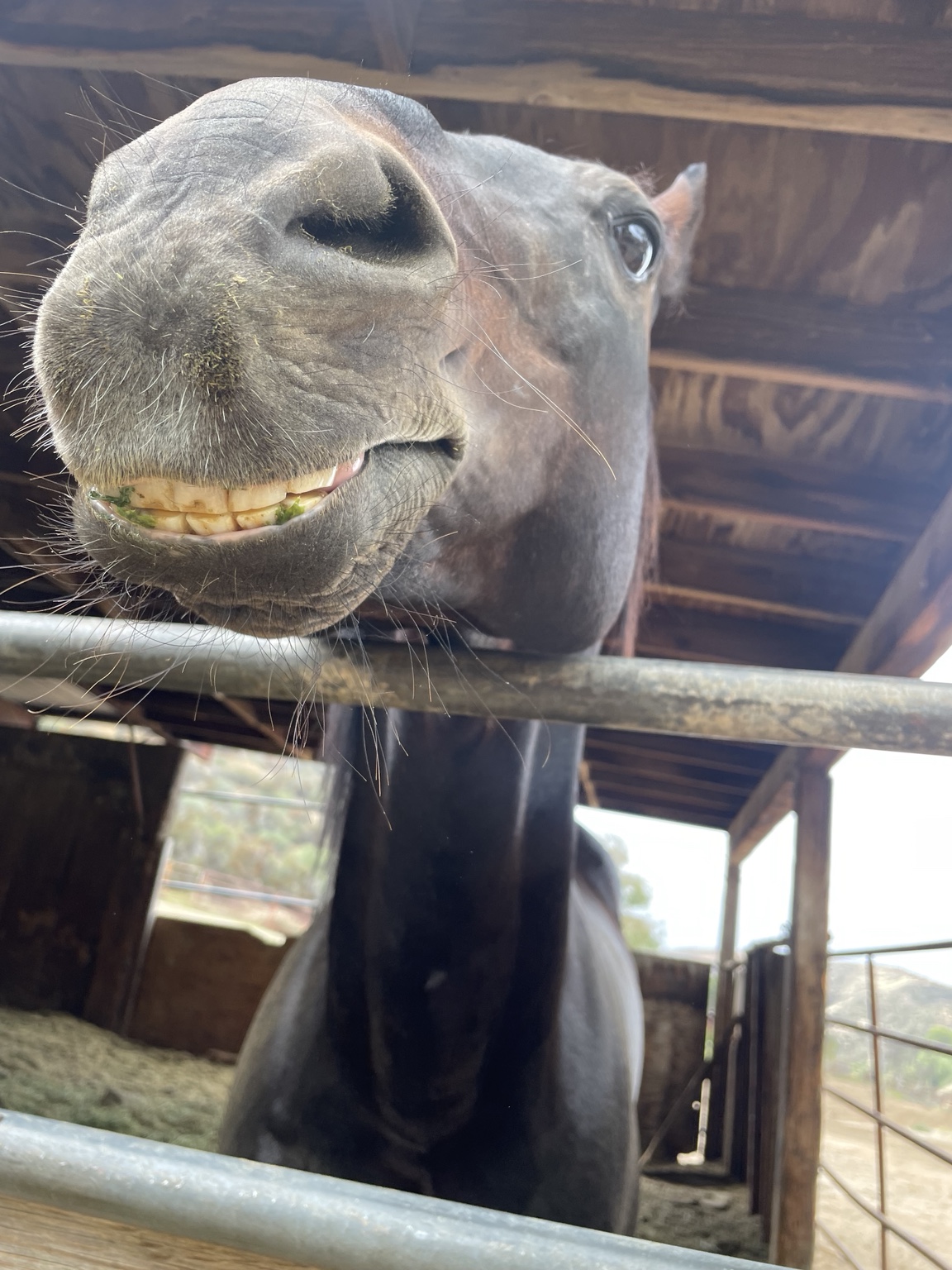 Our horse at Angel Trust