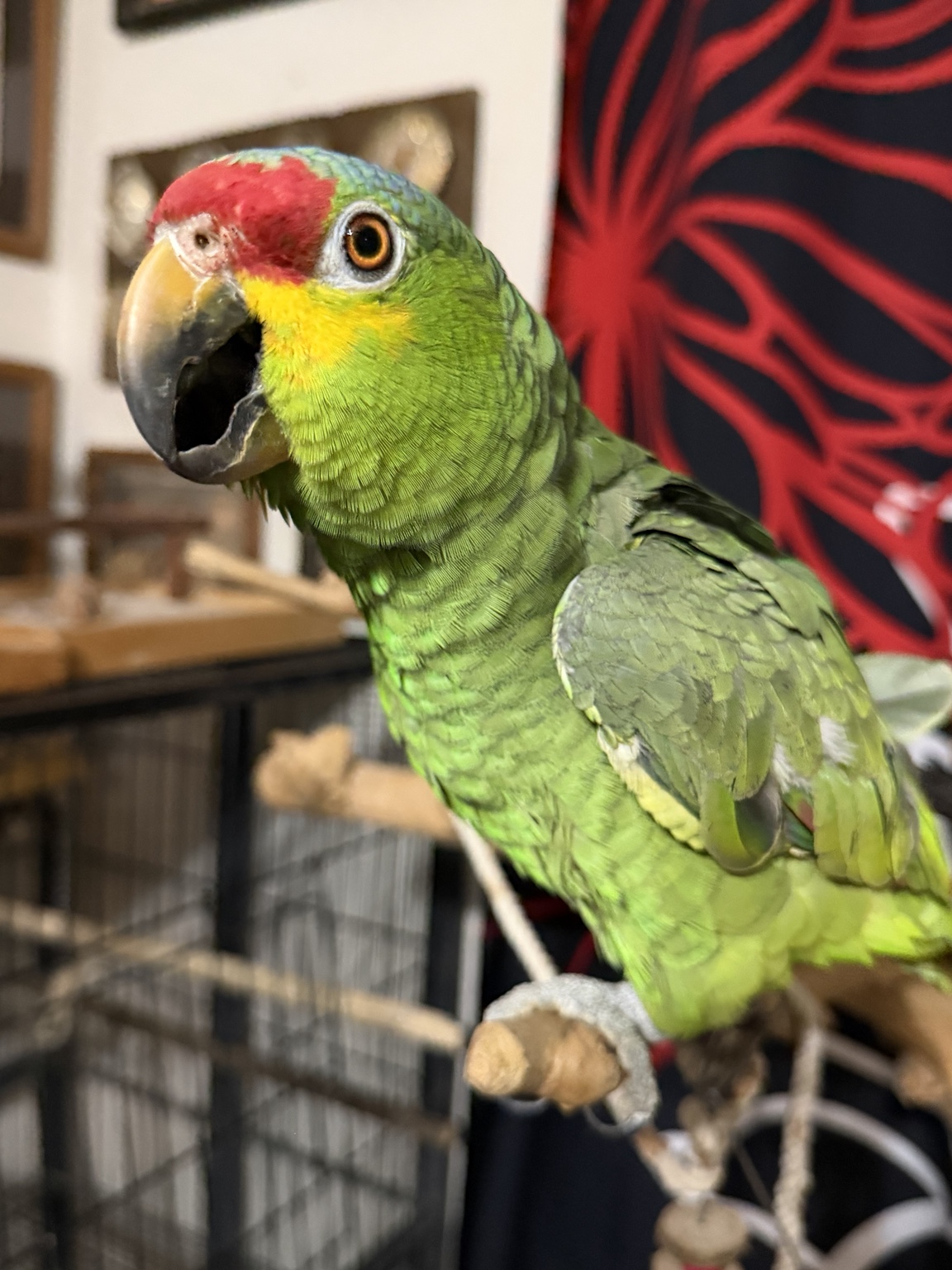 Our green parrot at Angel Trust