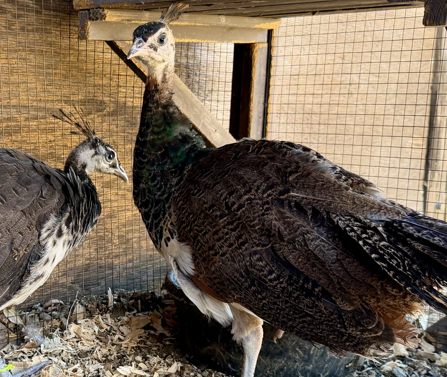 Our young peacock at Angel Trust