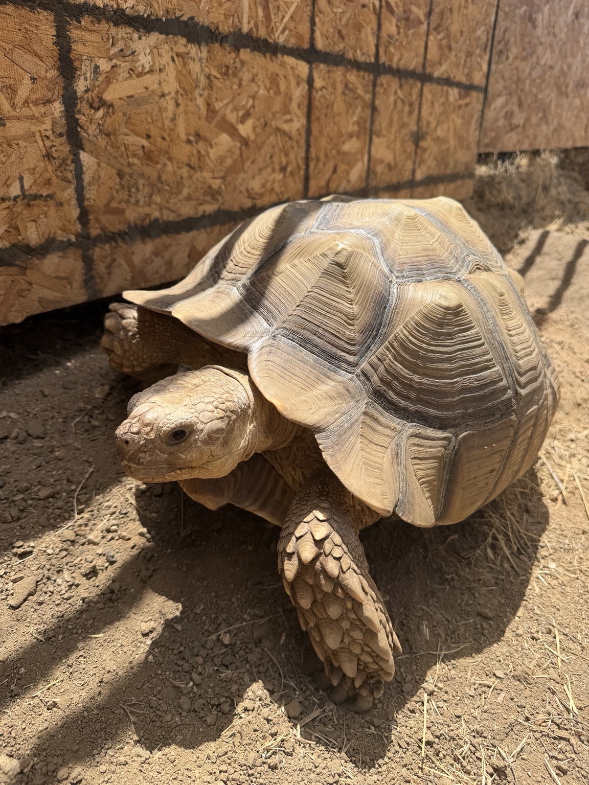 Our sulcata tortoise at Angel Trust